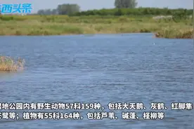 高质量发展调研行｜在陕西大荔朝邑国家湿地公园 寻找保护生态多样性的意义图片