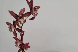 迟来的爱的醒悟图片