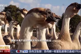 狮头鹅有“AI管家”、顺德鱼进“健身房”……科技让广东美食更美味！图片