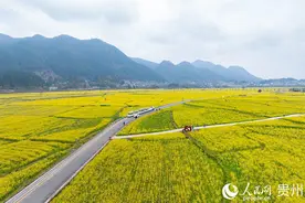 贵州贵定：油菜花开醉游人图片