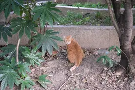 从“街头”到“温暖窝”，上海徐汇的流浪猫迎来幸福逆袭图片
