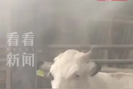 已出现47例！韩国“牛疙瘩皮肤病”病例继续增加图片