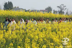 第八届灌湖水乡菜花节将于3月8日启幕图片