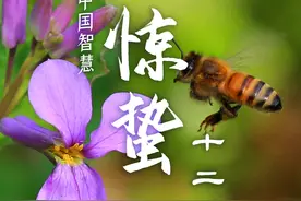 “惊蛰”里的十二时辰，万物已随春醒！图片