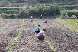 【奋进惠水·笃力前行】“农”墨重彩！惠水乡村绽放新姿图片