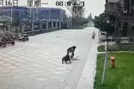 山东多市禁养罗威纳犬！突遇恶犬怎么办？图片