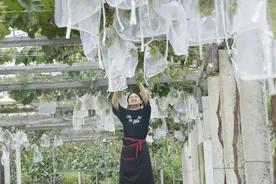 摘葡萄、垂钓、烧烤、吃鸡……纳雍这个生态园好玩得很！图片