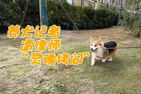 律师“灵魂拷问”养犬记者 提出相关立法新思路图片