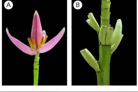 大城名园 万物和谐｜“芭蕉家族”成员基因各不相同？研究有新发现图片