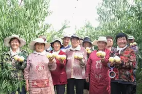 肥城市桃园镇：做优肥桃“土特产”文章，奏响乡村振兴最强音图片