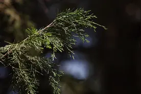 难敌花粉症，“砍树”行不行？图片