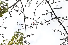 中山纪念堂木棉王花开报春启新程图片