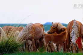 千城百县看中国｜内蒙古：初夏的乌珠穆沁草原图片