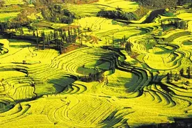 罗平县：繁花似锦 游人如织图片