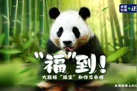 “福”到！旅韩大熊猫“福宝”正式与公众见面图片
