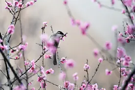 鸟语花香！鸟戏枝头氛围感拉满图片