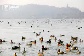 “三九”时节暖如春 鸳鸯扎堆西湖畔图片