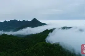 “生态卫士”坚守高山峡谷21年，倾心守护“物种基因库”图片