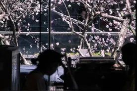 春日列车 看“浙”里春花盛放图片