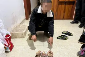 老鹰被多次转卖后遭宰食！盗猎团伙5人落网，平时各有职业，因“狩猎爱好”结识图片