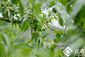 四川“李子哥”：只要品质过关，没有我卖不出去的李子图片