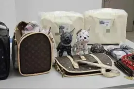 正品上万元网购只需两三百元？一制售假冒LV宠物用品团伙被抓图片