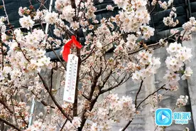 潍坊安丘：樱桃花开报春来图片