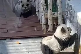 动物园用狗冒充熊猫？如此“别出心裁”不值得提倡图片