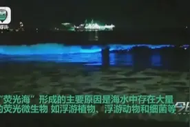 超浪漫的“荧光海”奇观 竟然是因为它！图片