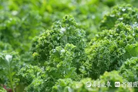 “一棵菜”席卷“茶饮界”，莘县盆栽羽衣甘蓝“攻占”阳台小菜园图片