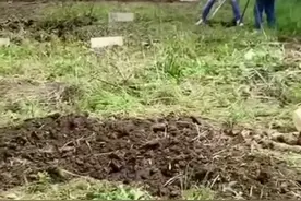 华人在巴黎市郊开荒种菜，当地市政都懒得管的荒地，被几小时开垦出来种上了菜图片