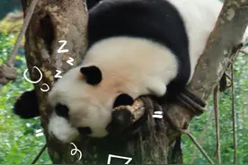 看我 |“海归”萌宝放大招 憨憨属实有点“憨”图片