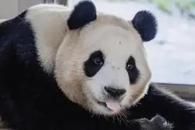 准备接“福”！大熊猫“福宝”今日与公众见面图片