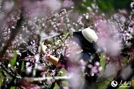 江西永修：桃花盛开满眼春 看花赏景游人醉图片