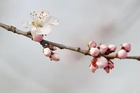 颐和园西堤山桃初绽，邂逅春日第一抹粉红！图片