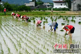 南充蓬安：高质量党建引领乡村振兴图片