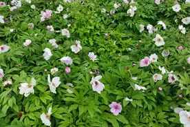 四川北川林下种经济让村民致富增收 2000多亩芍药开出“致富花”图片