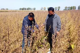 擦亮集贤大豆闪亮的农业名片图片
