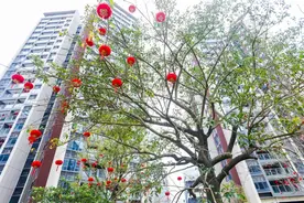 2338套！深圳首个国企合作保障性住房项目在宝安入伙图片