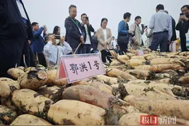 极目新闻|洪湖莲藕力争明年产值破百亿，武汉餐厅五成藕汤用洪湖藕图片