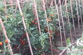 驿城区九合庄园共享农场：远离城市喧嚣 乐享田园生活图片