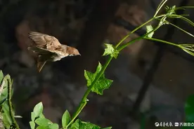 可爱的小麻雀图片