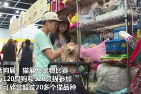 香港宠物节将于1月下旬举行图片