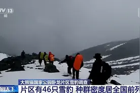 种群恢复迅速，密度居全国前列！探秘卧龙的雪豹生存现状图片