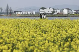 浙江绍兴：水乡湿地开启春日油菜花节图片
