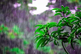为啥一到“清明节”就下雨？图片