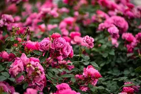 月季花开斗芳菲！2024深圳月季花展宝安分会场在松岗五指耙公园开幕图片