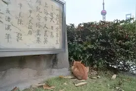 破解小区流浪猫管理难题，如何有效又有温度？图片