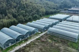 “蓝”不住的“莓”好滋味，就在罗源这个村……图片
