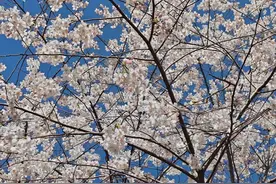 北京玉渊潭公园开启樱花观赏季，园中桃花和早樱已经盛放图片
